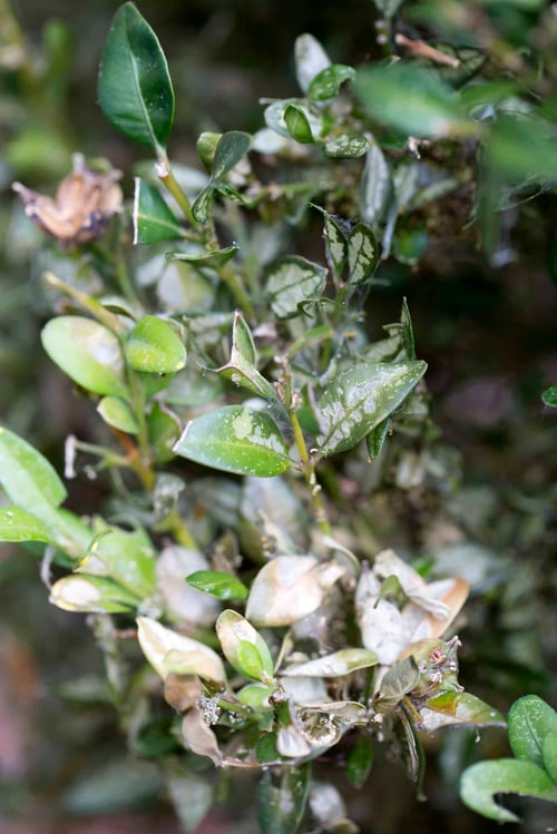 Boxwood-Blight-Symptoms-scaled