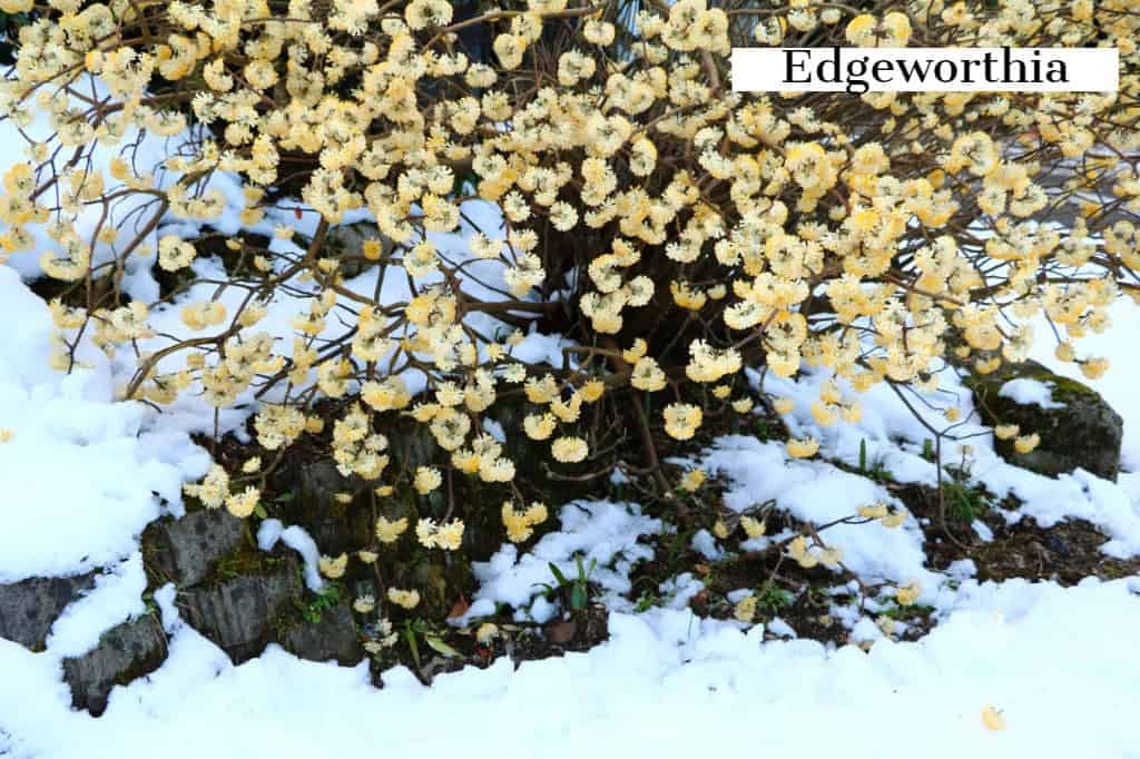 Edgeworthia