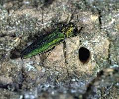Emerald-Ash-Borer