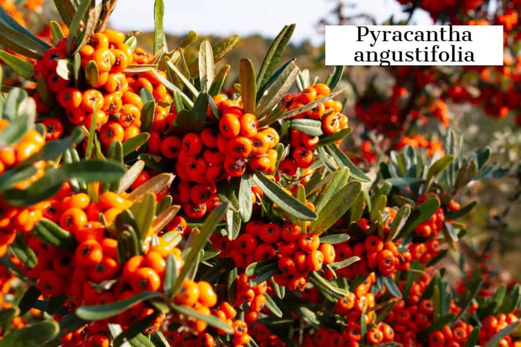 pyracantha-angustifolia