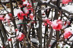 Red-flower-snow-610007122_1261x835-300x198-1