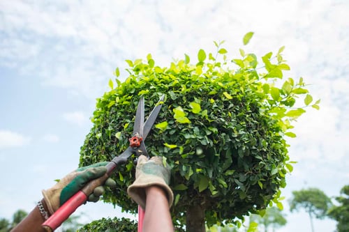 Spring-Pruning-Tips-to-Keep-Your-Landscaping-Looking-Fresh