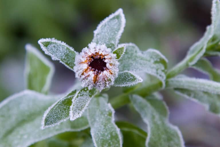 Late Spring Cold The Side Effects of a Late Spring on Your Plantings