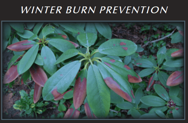 Tips-for-Using-Anti-desiccants-and-Dormant-Oils