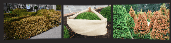 add-stakes-and-burlap-around-trees-and-shrubs-to-prevent-breakage