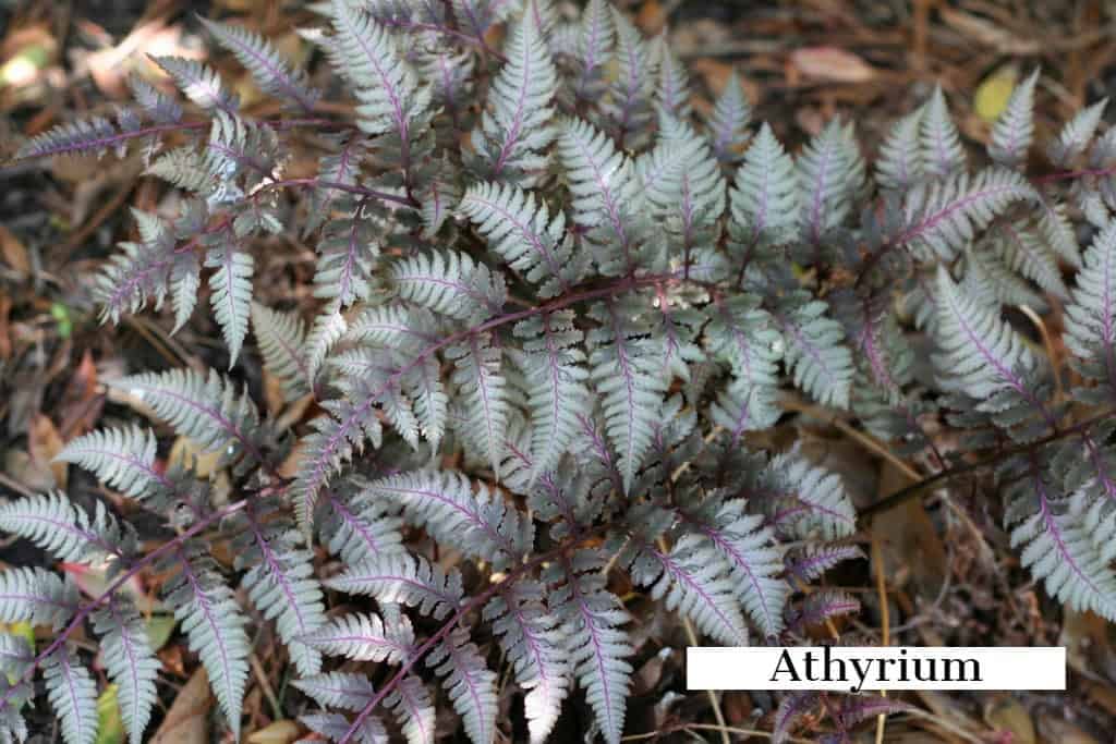 athyrium