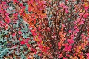 autumn-berberry-bush-300x198-1