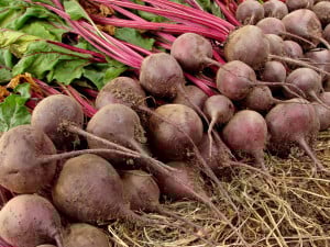 beetroots-harvest-123075994_1183x887-300x225-1