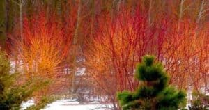 colordogwood-300x158