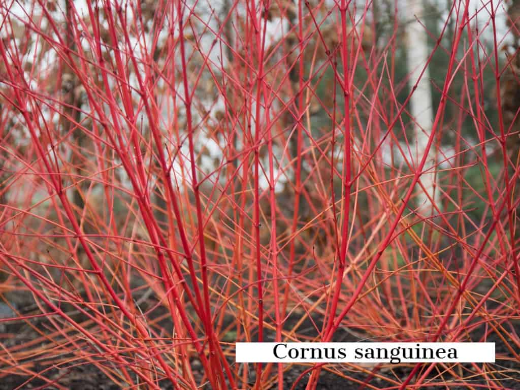 cornus-sanguinea