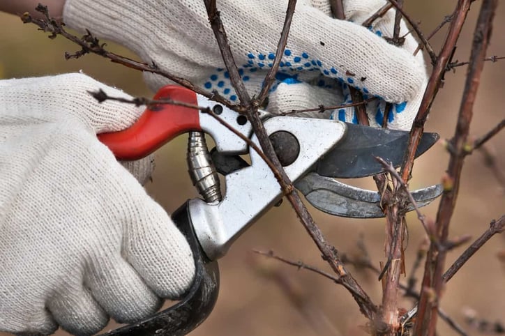 rejuvenative-pruning-1