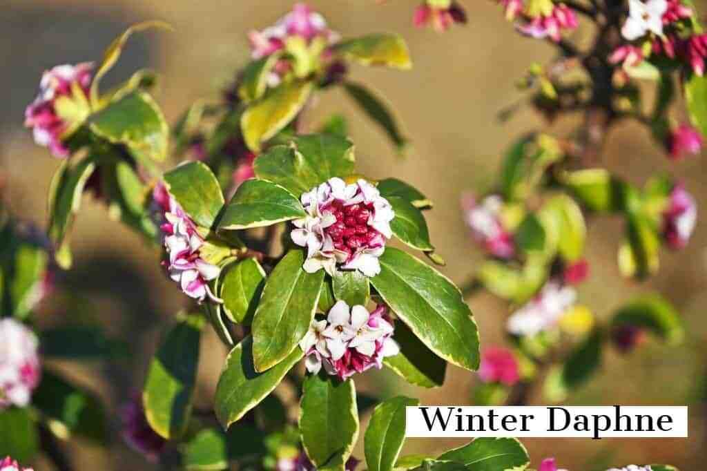 winter-daphne