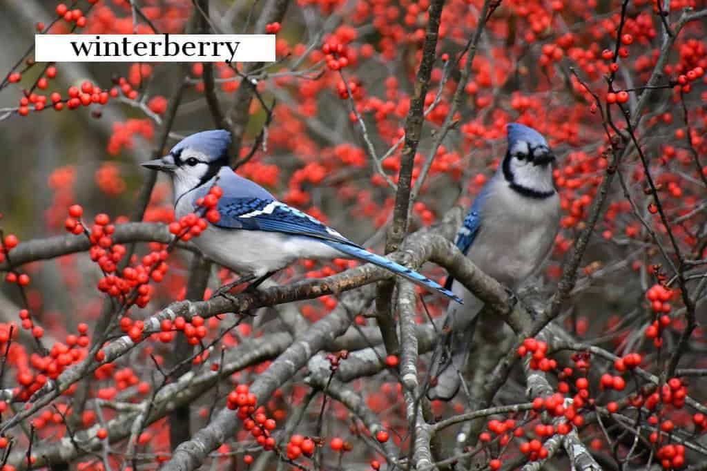 winterberry-1