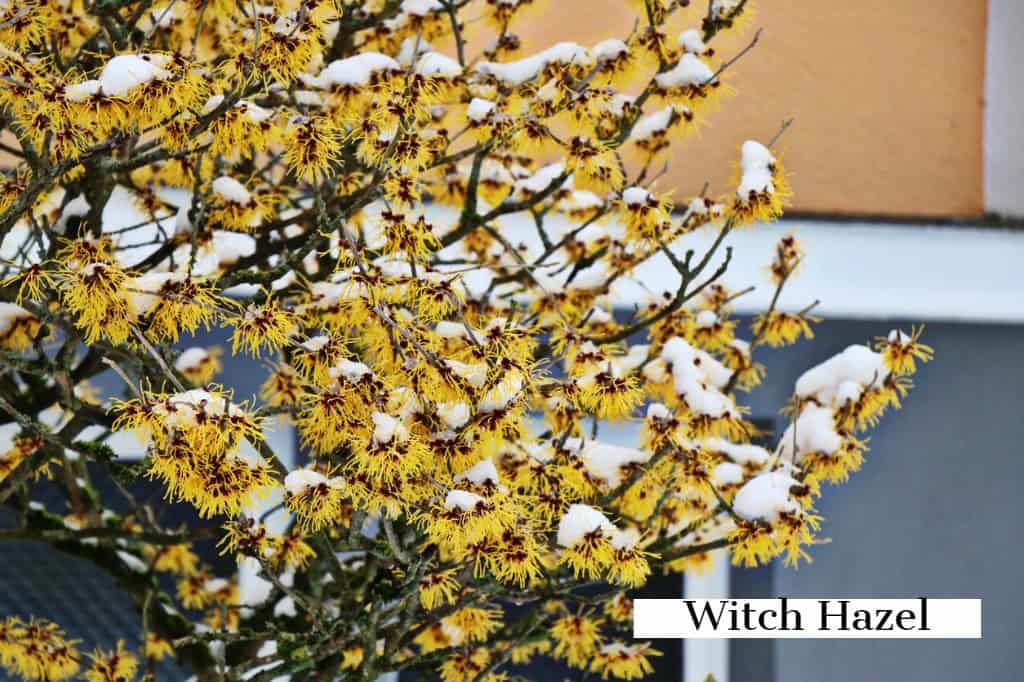 witch-hazel