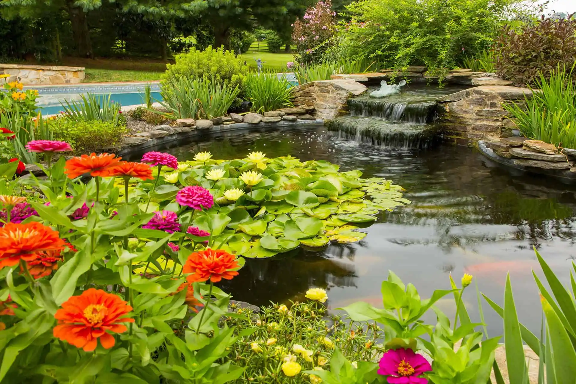 A vibrant garden pond with a small waterfall, surrounded by blooming orange, pink, and yellow flowers, green lily pads, and lush plants; a swimming pool and trees are visible in the background.