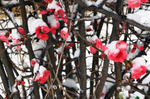 Red-flower-snow-610007122_1261x835-300x198-1