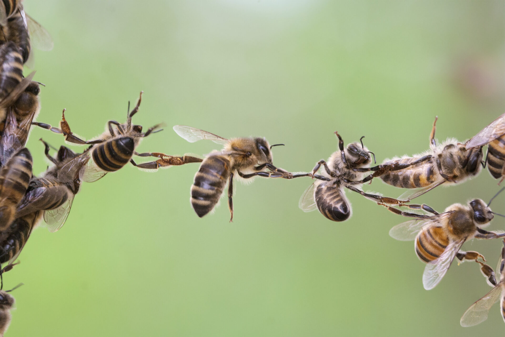 Spread pollen