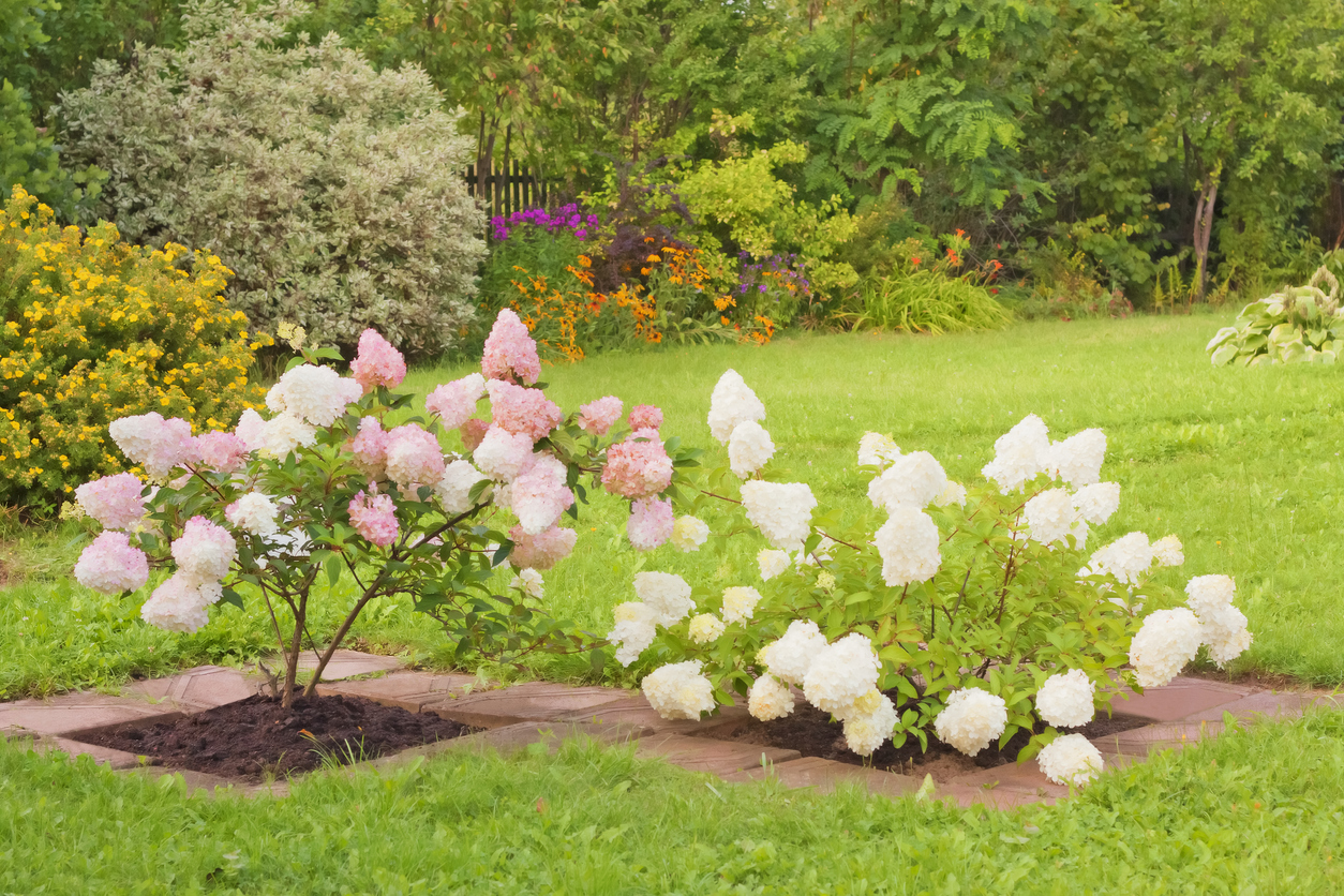 The Best Summer Blooming Shrubs Disabatino Landscaping